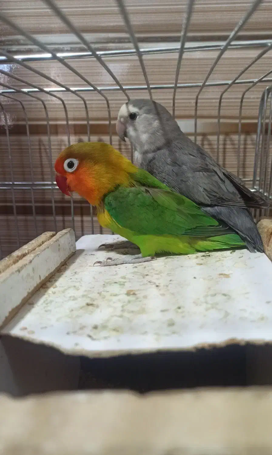 طوطی برزیلی|پرنده|ایلام, |دیوار