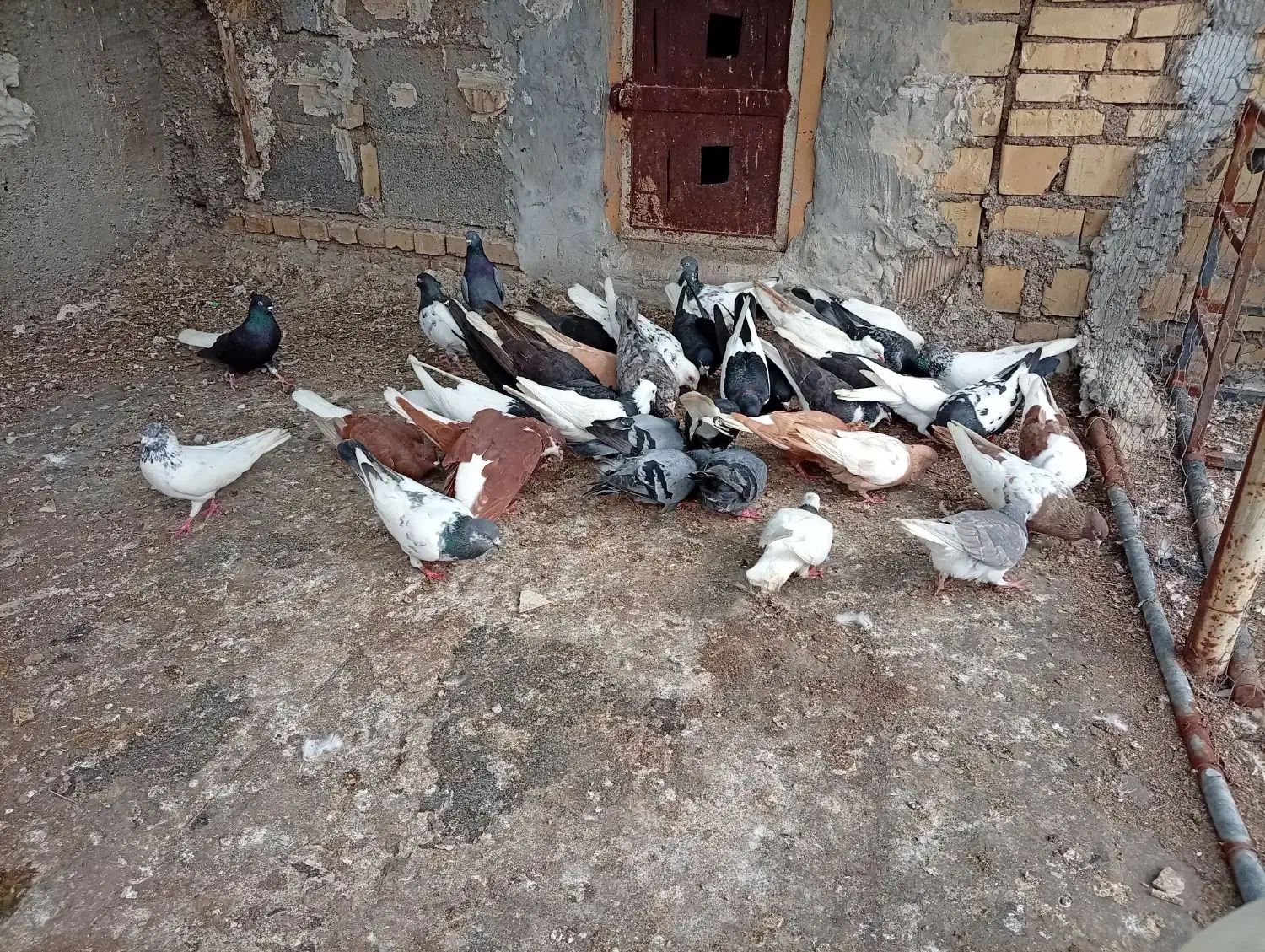 کبوتر رنگی|پرنده|خرمشهر, |دیوار