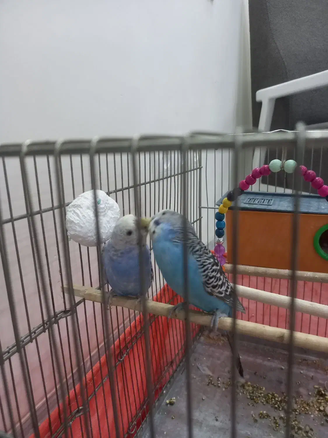 یک جفت مرغ عشق|پرنده|فردیس, داوری|دیوار