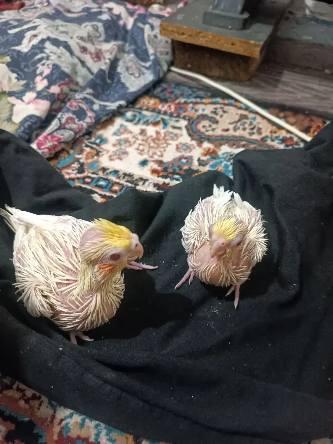 عروس هلندی سرلاکی لوتونیو|پرنده|کلاچای, |دیوار