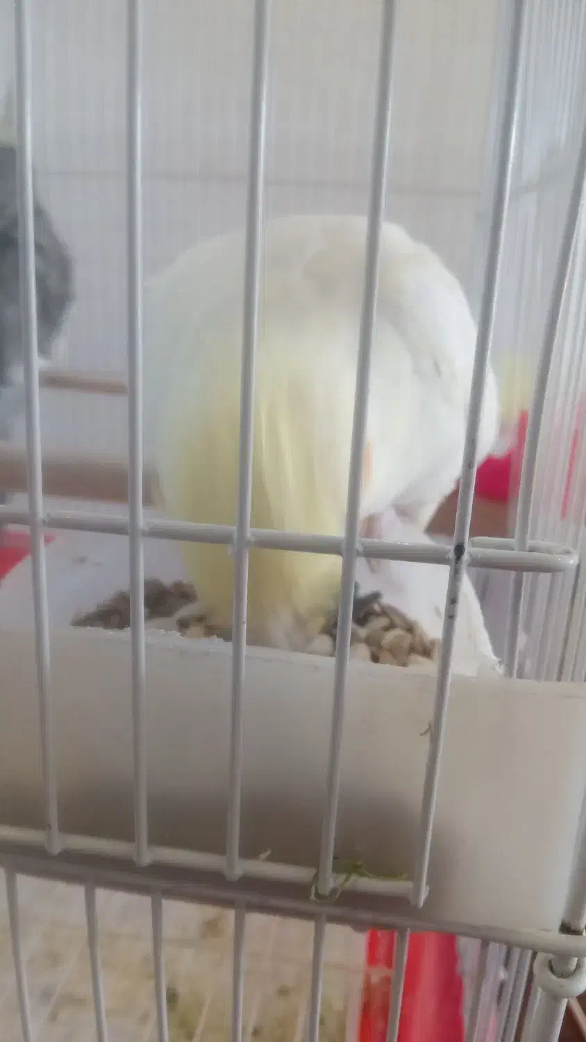 عروس هلندی|پرنده|جیرفت, |دیوار