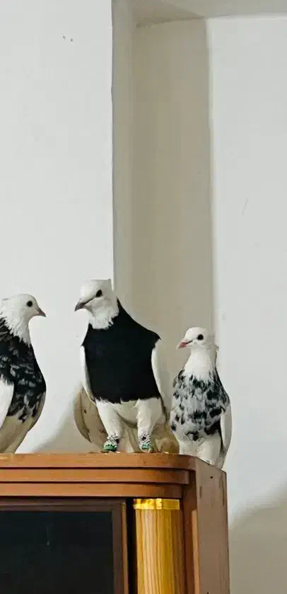 نر طوقی سیاه و زرین فوق درشت شش دانگ|پرنده|اهواز, سپیدار|دیوار