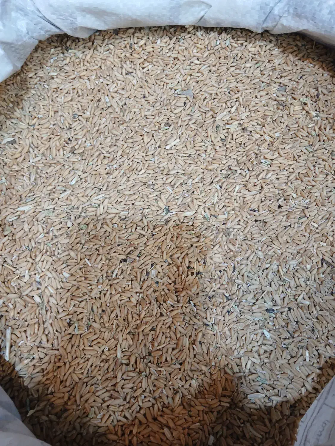 گندم کفتری|پرنده|قم, شهرک امام حسن|دیوار