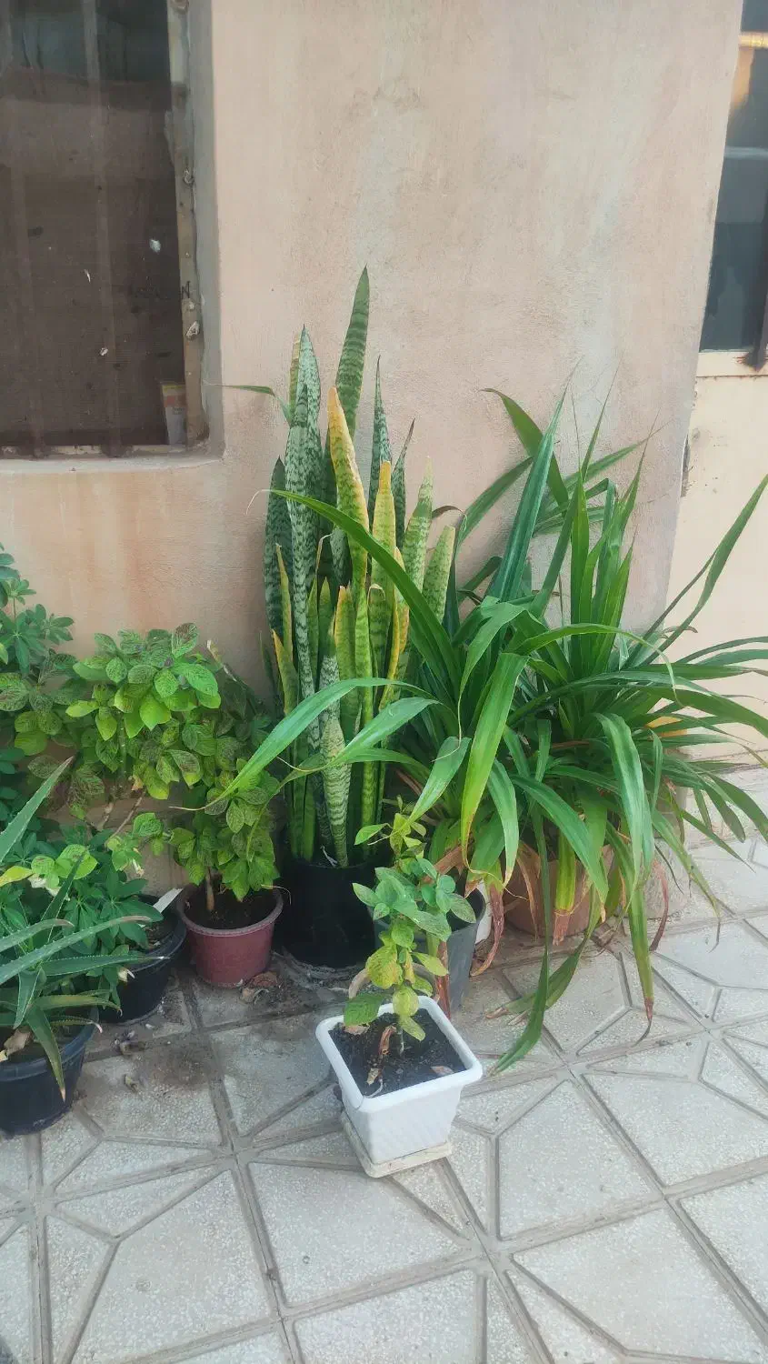 گل و گیاه آپارتمانی|گل و گیاه طبیعی|سبزوار, زینبیه|دیوار