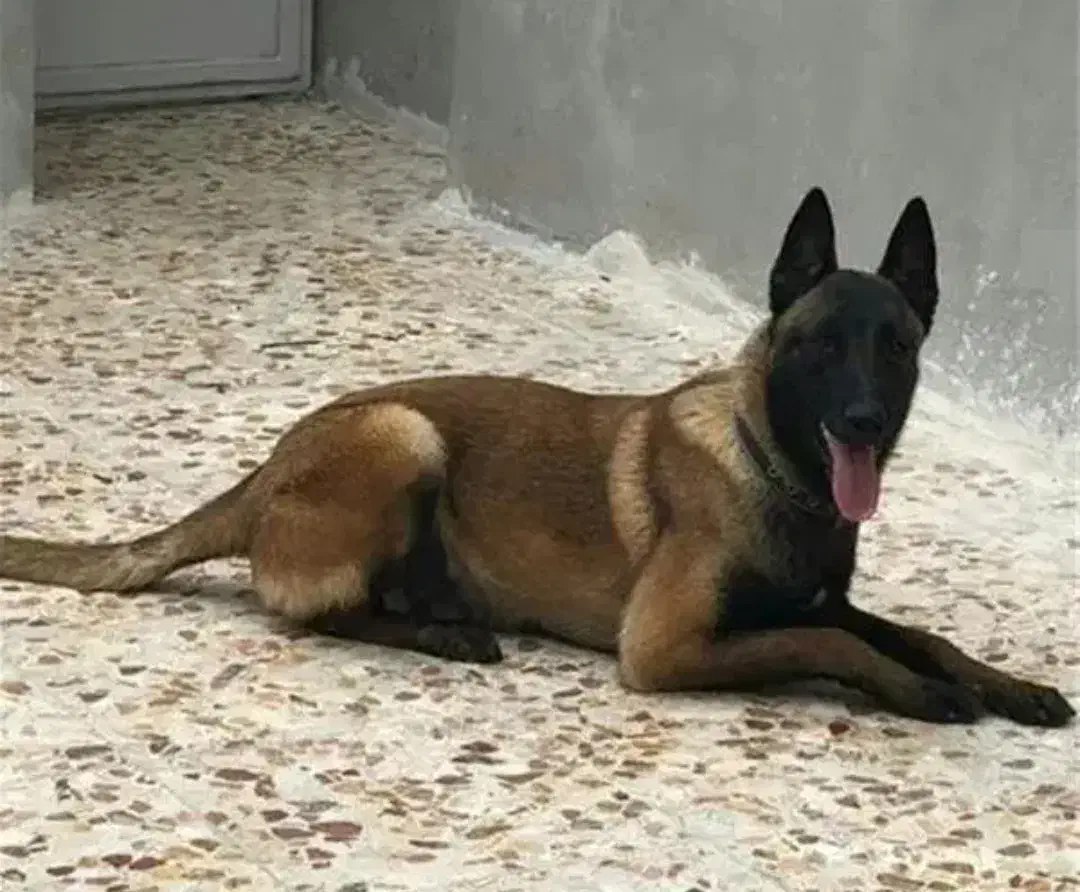 مالینیوز|سگ|ملایر, |دیوار