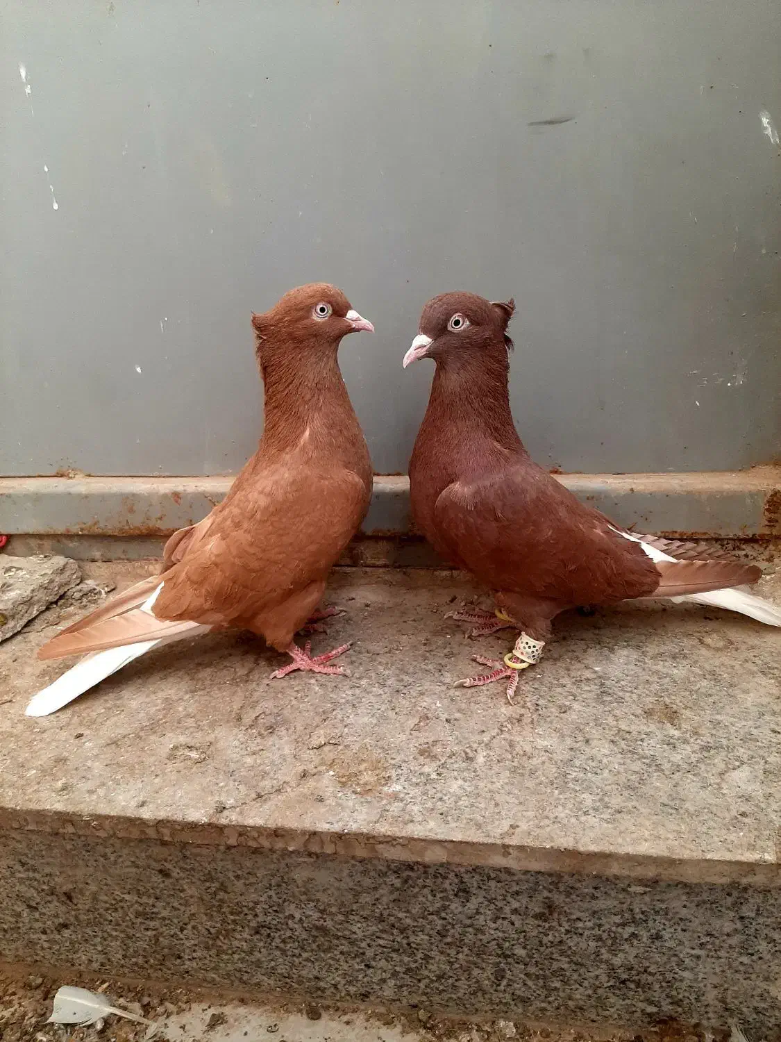 یک جفت کبوتر دم سفید|پرنده|قزوین, |دیوار