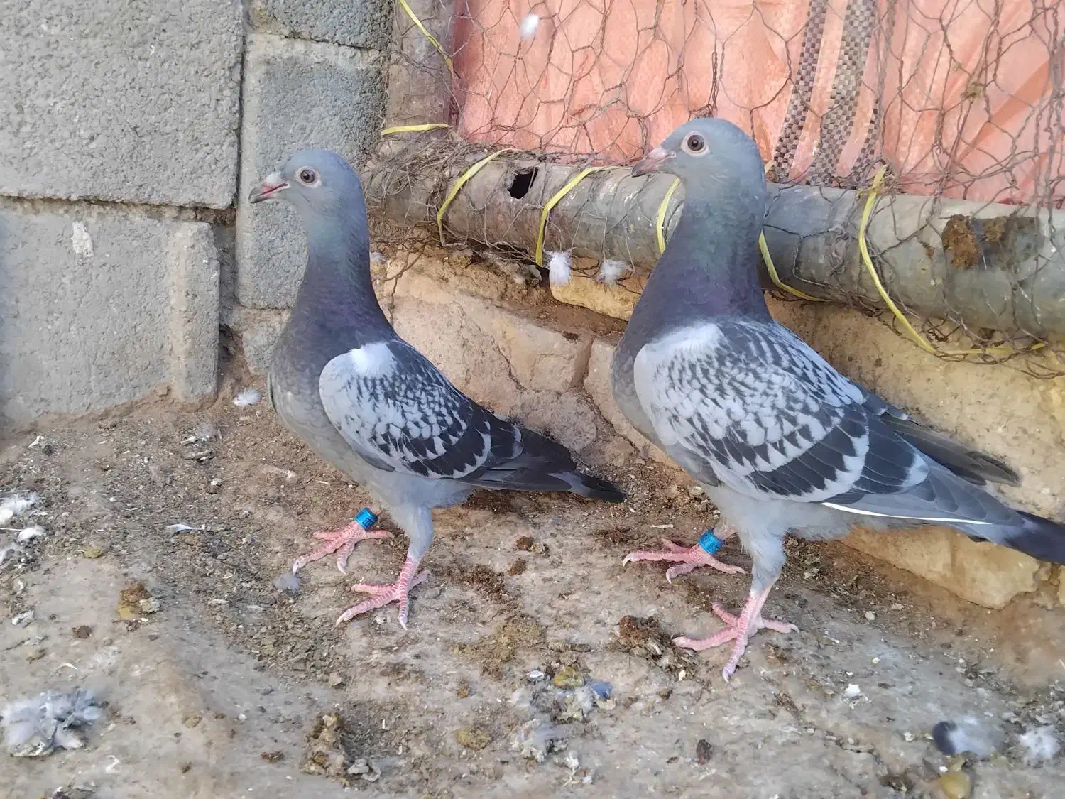 جوجهپلاکی|پرنده|شهرضا, |دیوار