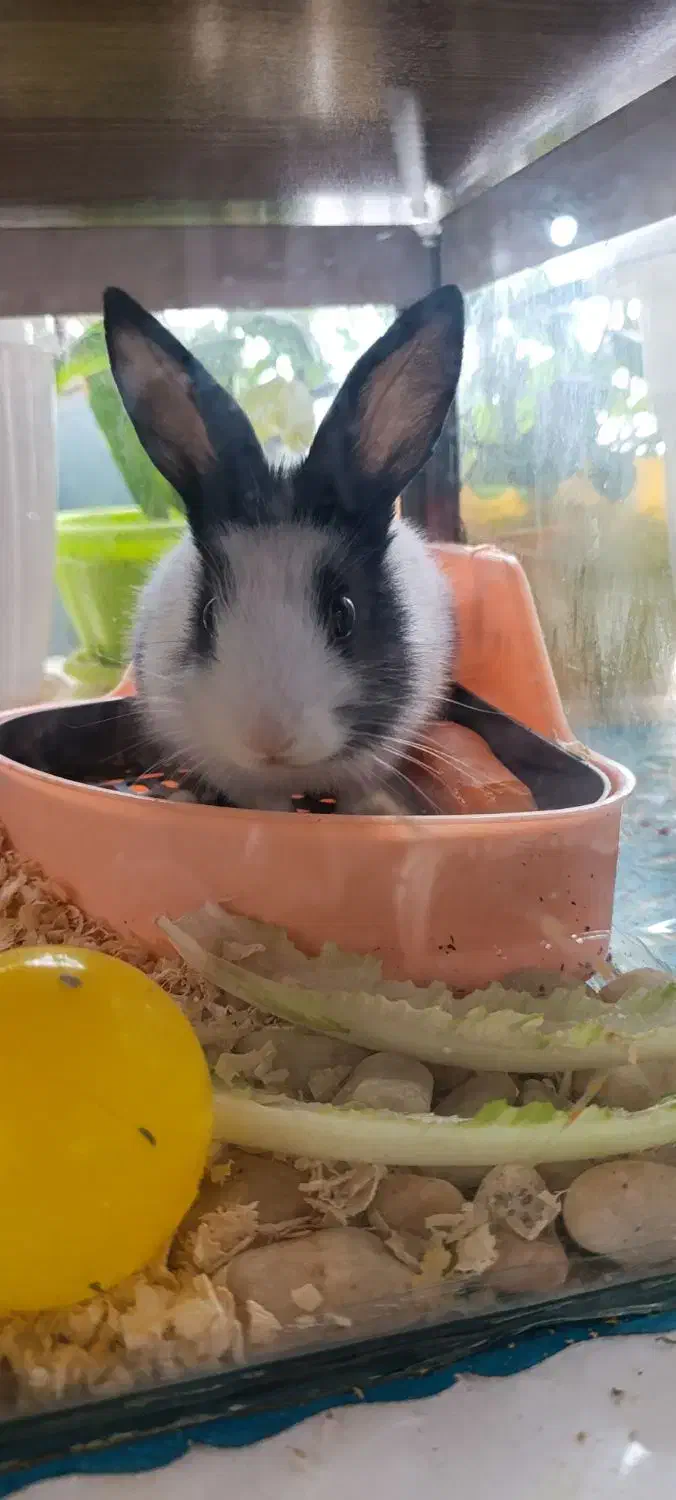 خرگوش|موش و خرگوش|محمدیه-قزوین, |دیوار