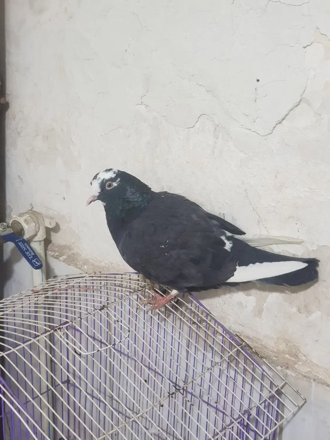 کفتر شهرستانی|پرنده|مشکیندشت, |دیوار