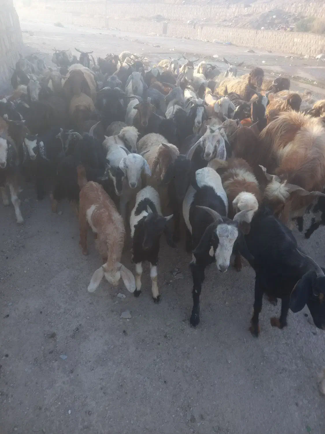 سلام معاوضه ۵۰ عدد بز با میش|حیوانات مزرعه|لردگان, |دیوار