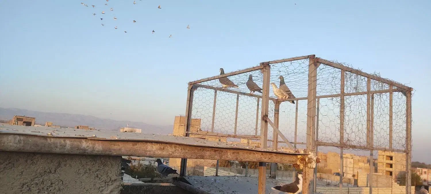 کبوتررنگی|پرنده|الوند, |دیوار