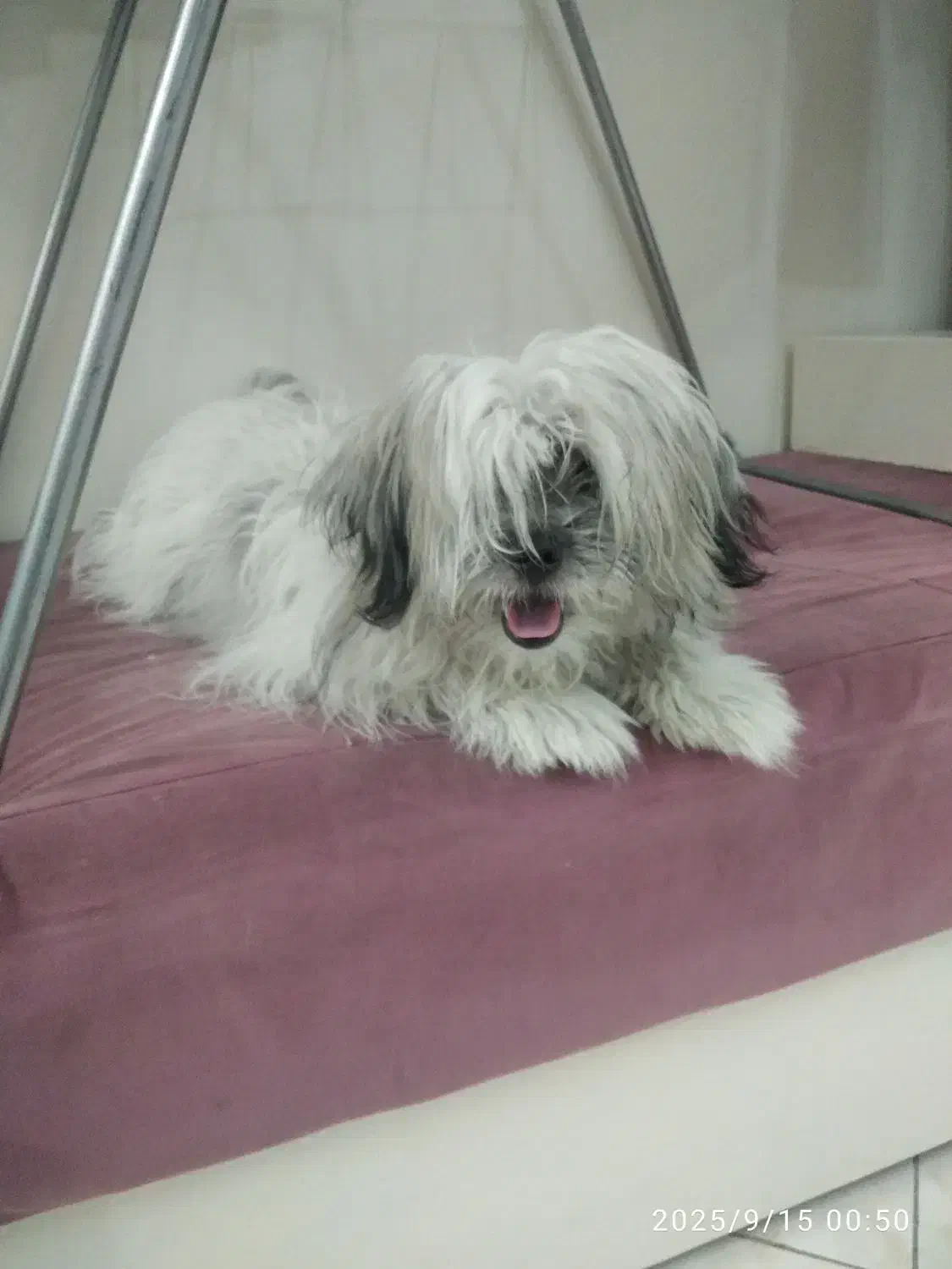 سگ شیترزو تریر|سگ|تهران, آهنگران (سراسیاب دولاب)|دیوار