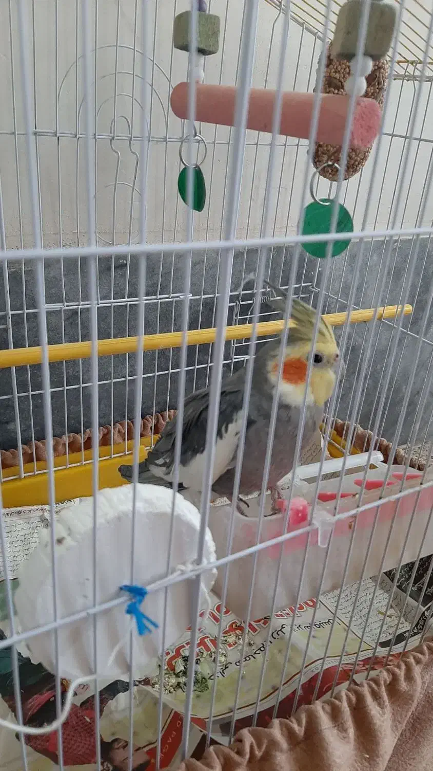 عروس هلندی|پرنده|کشکسرای, |دیوار