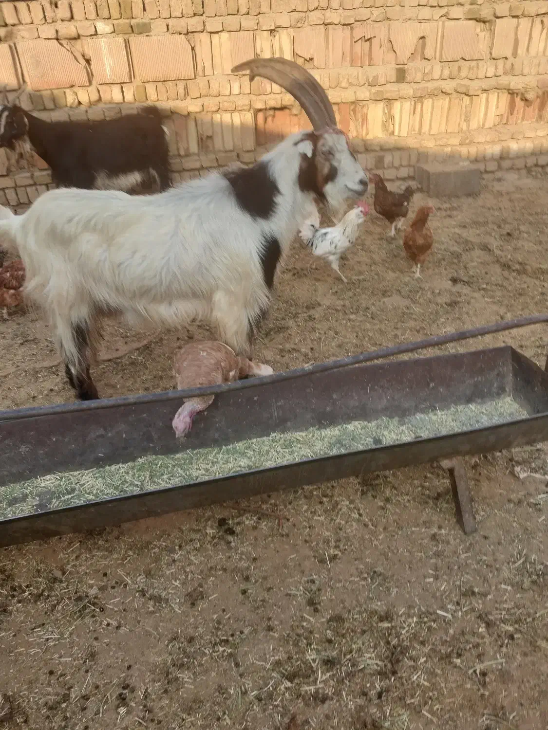 نربز فروشی|حیوانات مزرعه|پاکدشت, پاکدشت (مامازند)|دیوار