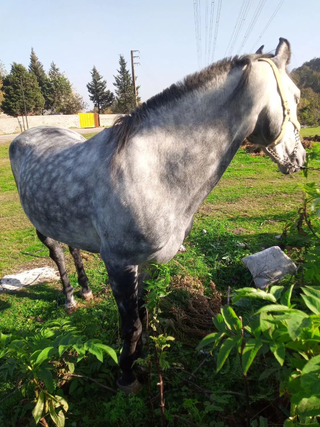 فروش اسب نریان۵سال|اسب و تجهیزات اسب‌سواری|نوشهر, |دیوار