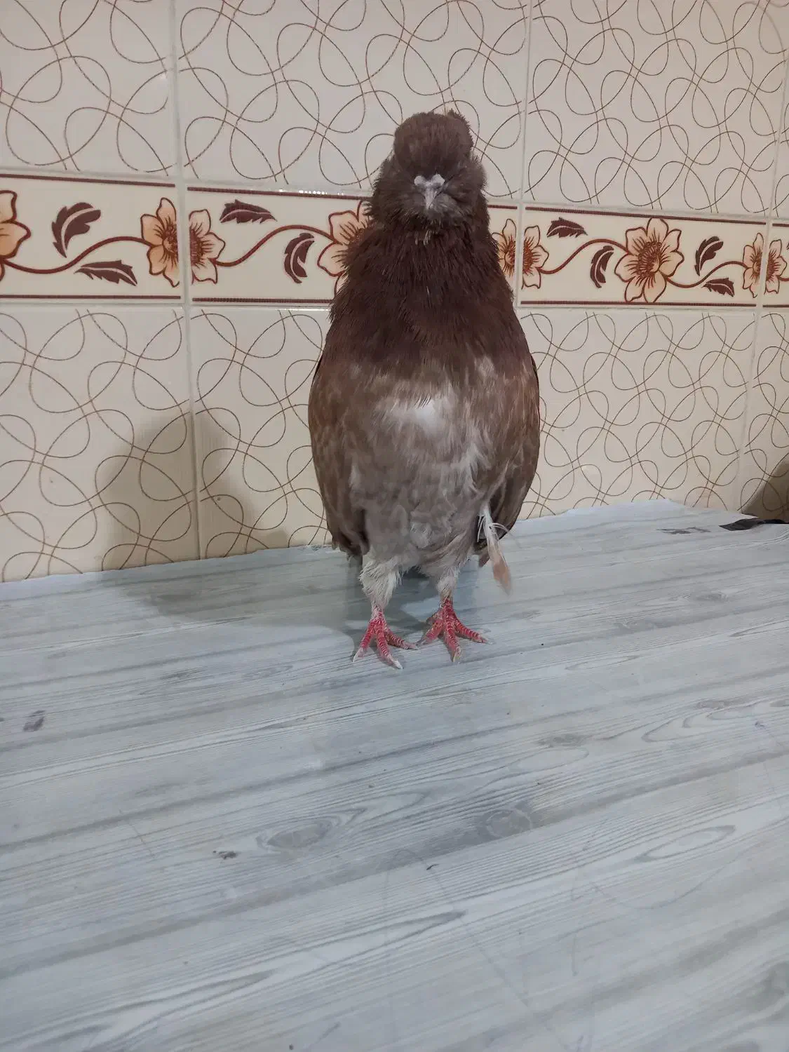 کبوتر سرور نو قنار ریز|پرنده|میانه, |دیوار