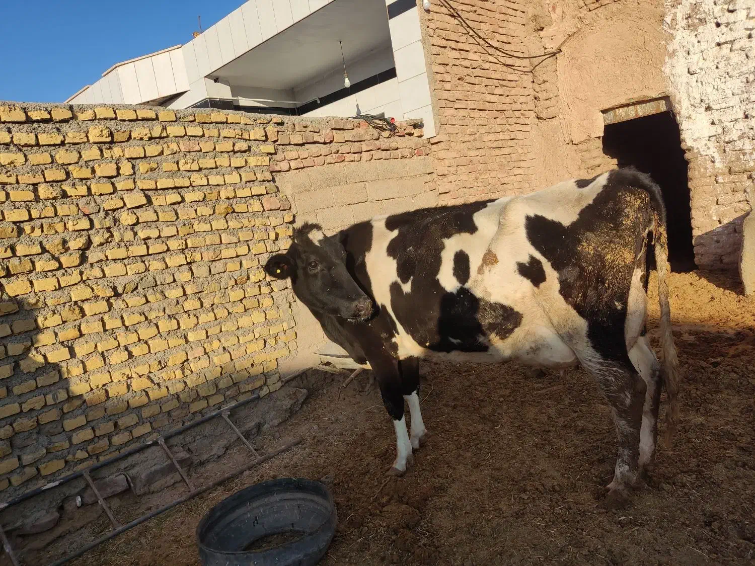گاو شیری|حیوانات مزرعه|سده (خراسان جنوبی), |دیوار