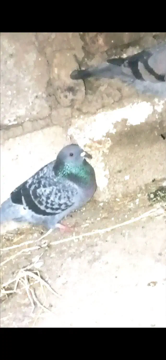 کبوتر ۳تا گم شده هر عزیزی دید پیام بده لطفاً|حیوانات|سنگدوین, |دیوار