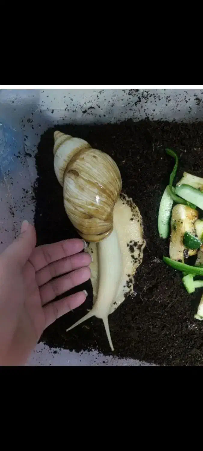 حلزون|خزنده|قم, نوقطار|دیوار