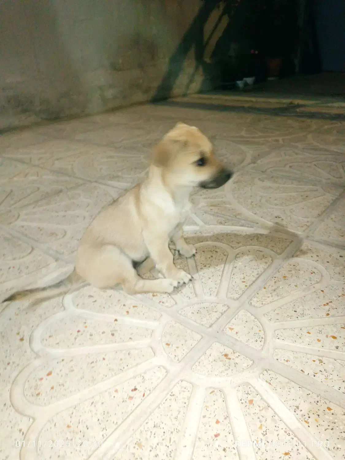 2 قلاده توله سگ پاکوتاه و سرابی|سگ|کرمانشاه, |دیوار