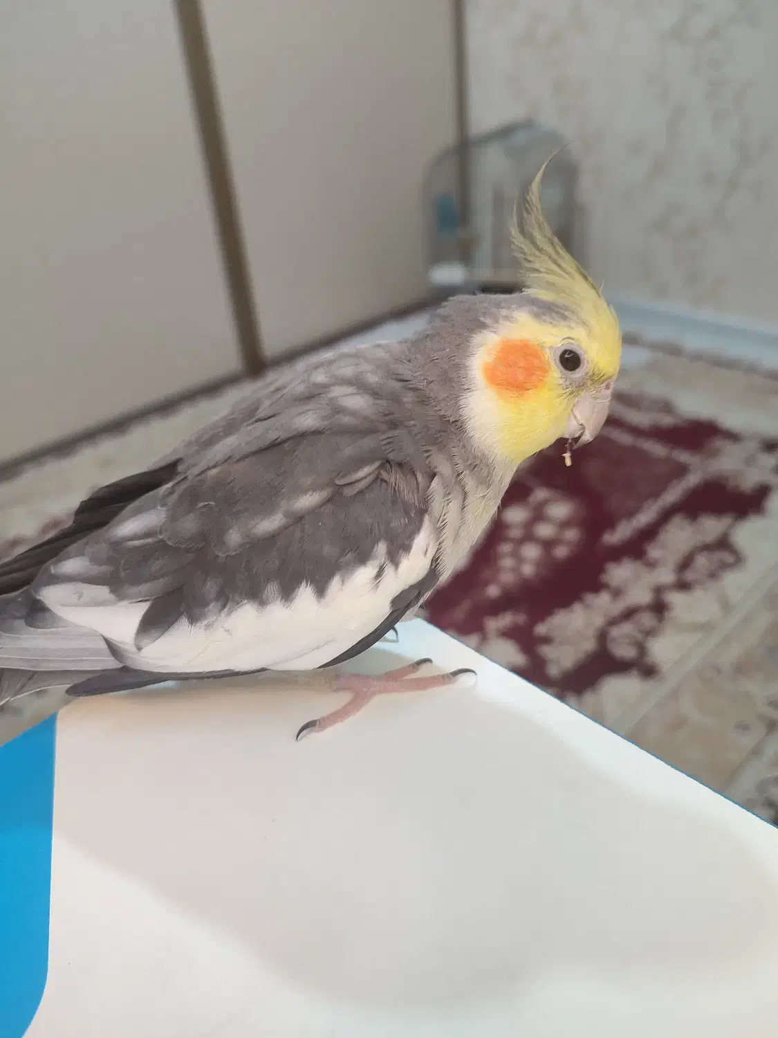 یه جفت عروس هلندی مولد|پرنده|اسلامشهر, شهرک مهدیه|دیوار