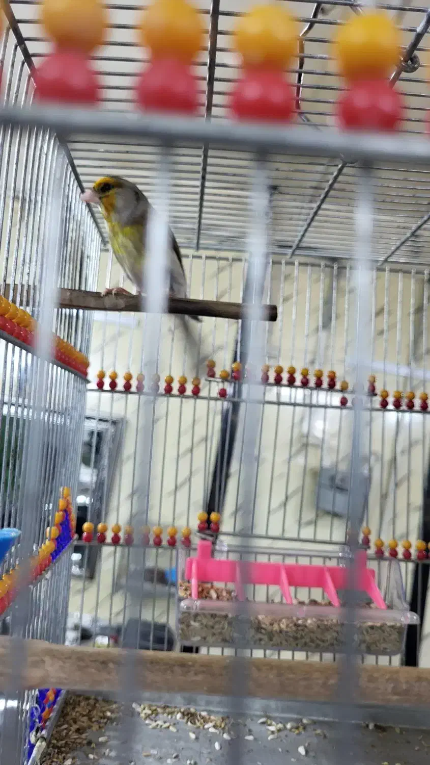 سهره قناری دهن موقوم|پرنده|تهران, شهرک ولیعصر شمالی|دیوار