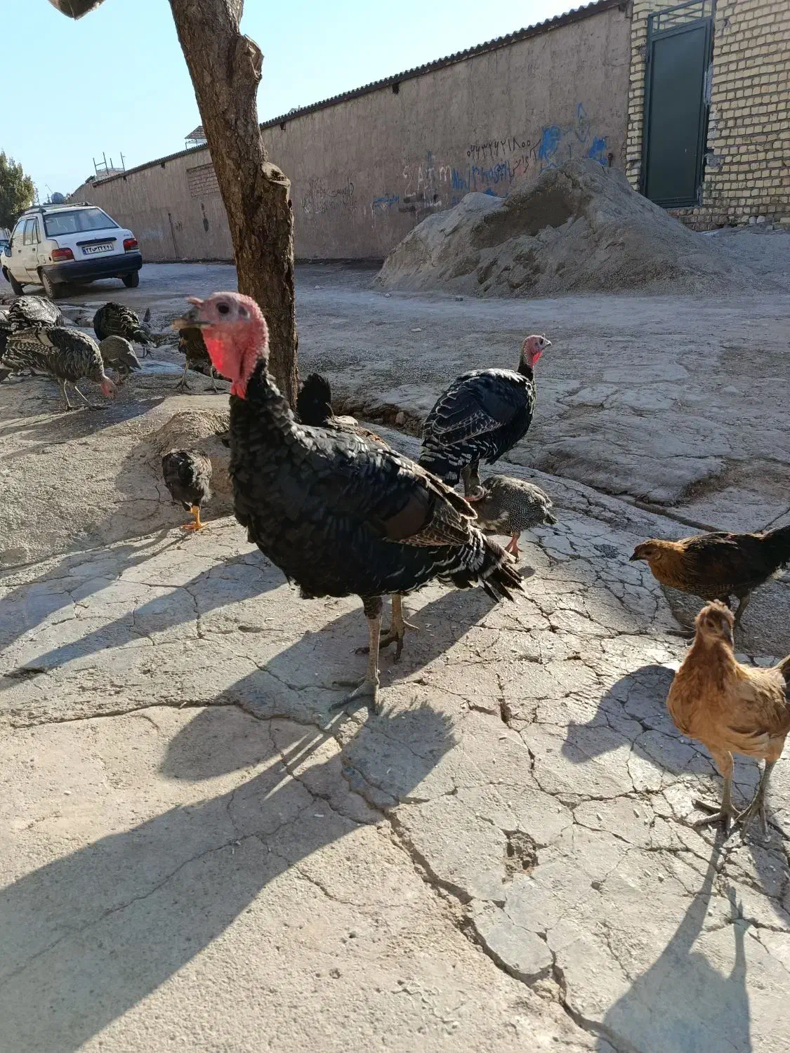 بوقلمون|حیوانات مزرعه|کوهدشت, |دیوار