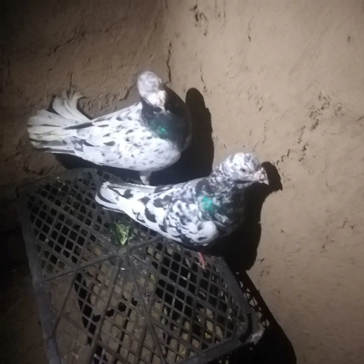 کبوتر|پرنده|فیروزه, |دیوار