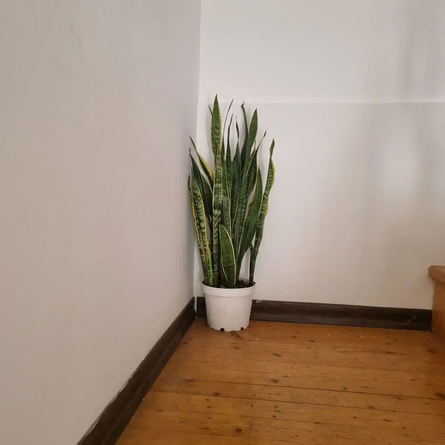 گلدان|گل و گیاه طبیعی|کیش, |دیوار