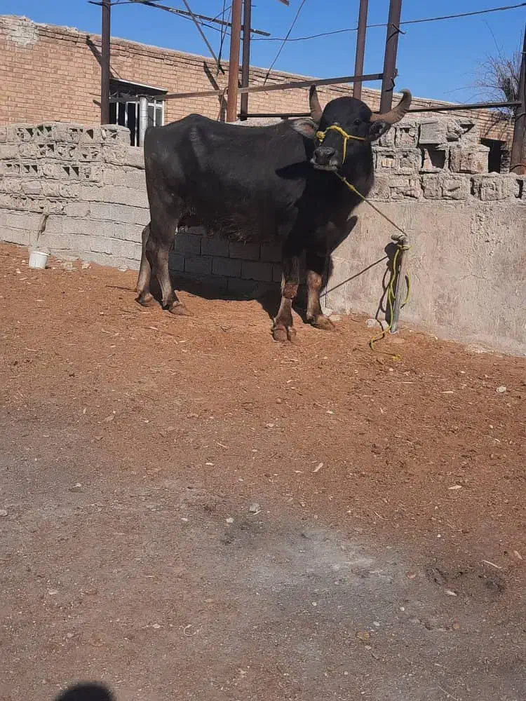 حمیدیه|حیوانات مزرعه|سوسنگرد, |دیوار