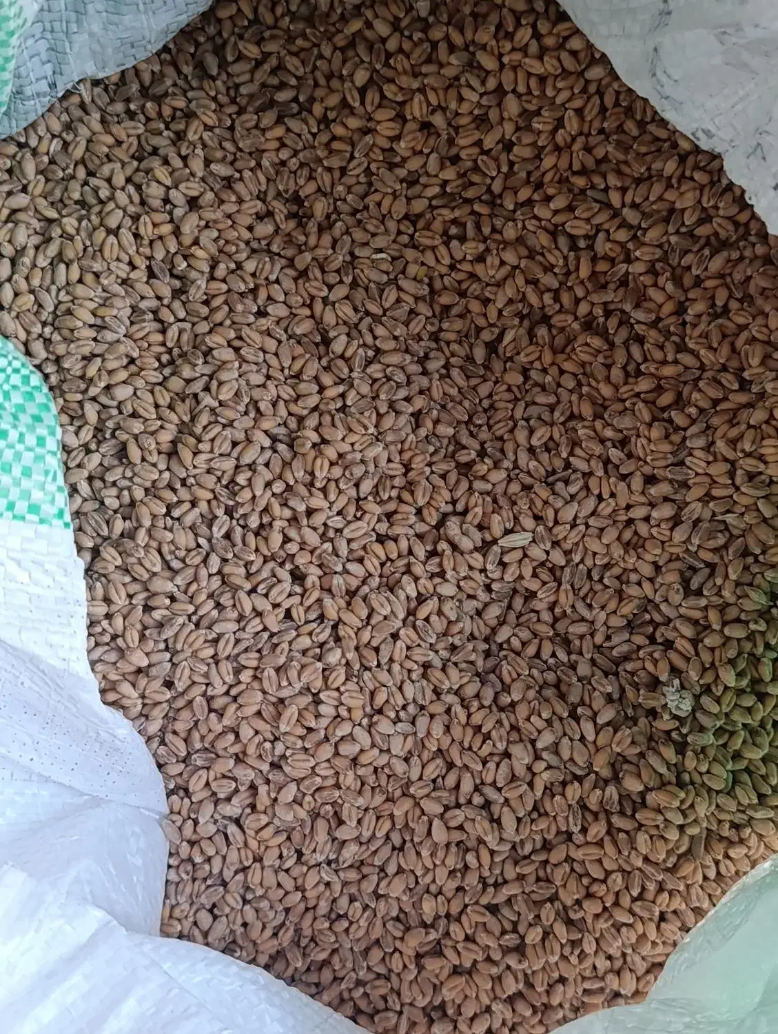 بذر گندم اوکیلد|گل و گیاه طبیعی|نمین, |دیوار