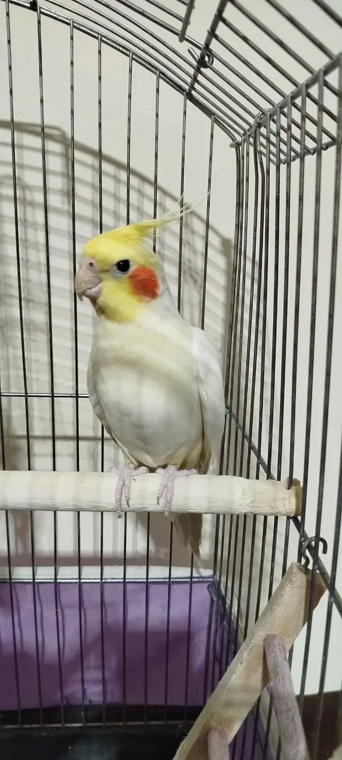 عروس هلندی نر|پرنده|ابهر, |دیوار