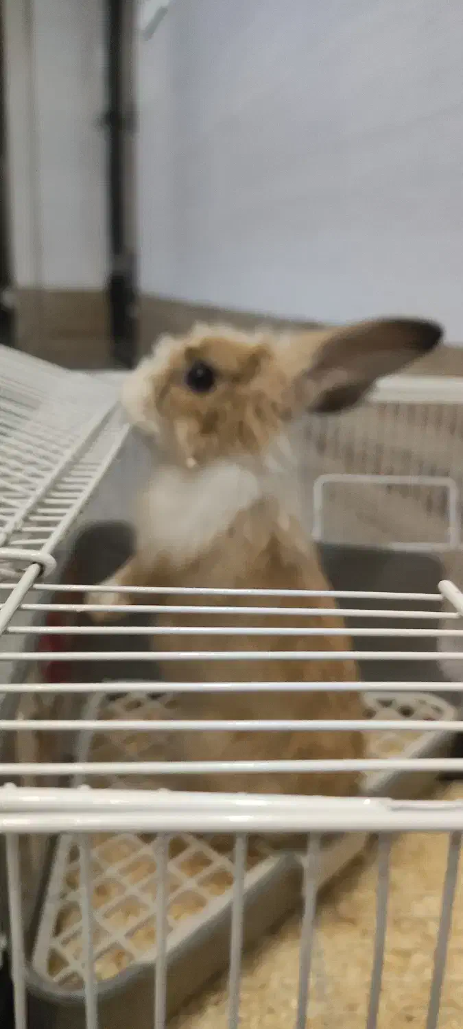 خرگوش به همراه قفس وملزومات|موش و خرگوش|تهران, هفت چنار|دیوار