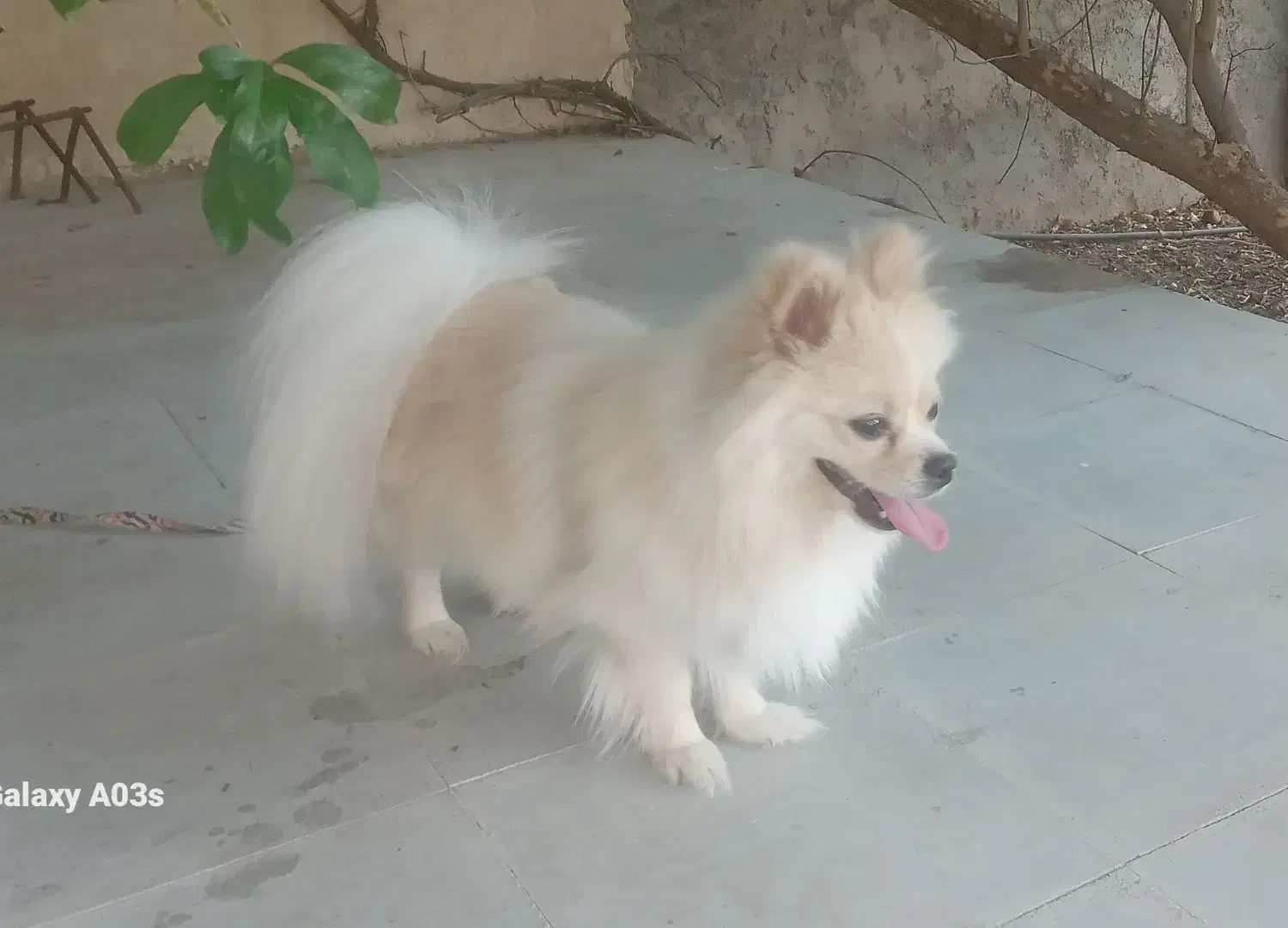 سگ پامر|سگ|جهرم, |دیوار