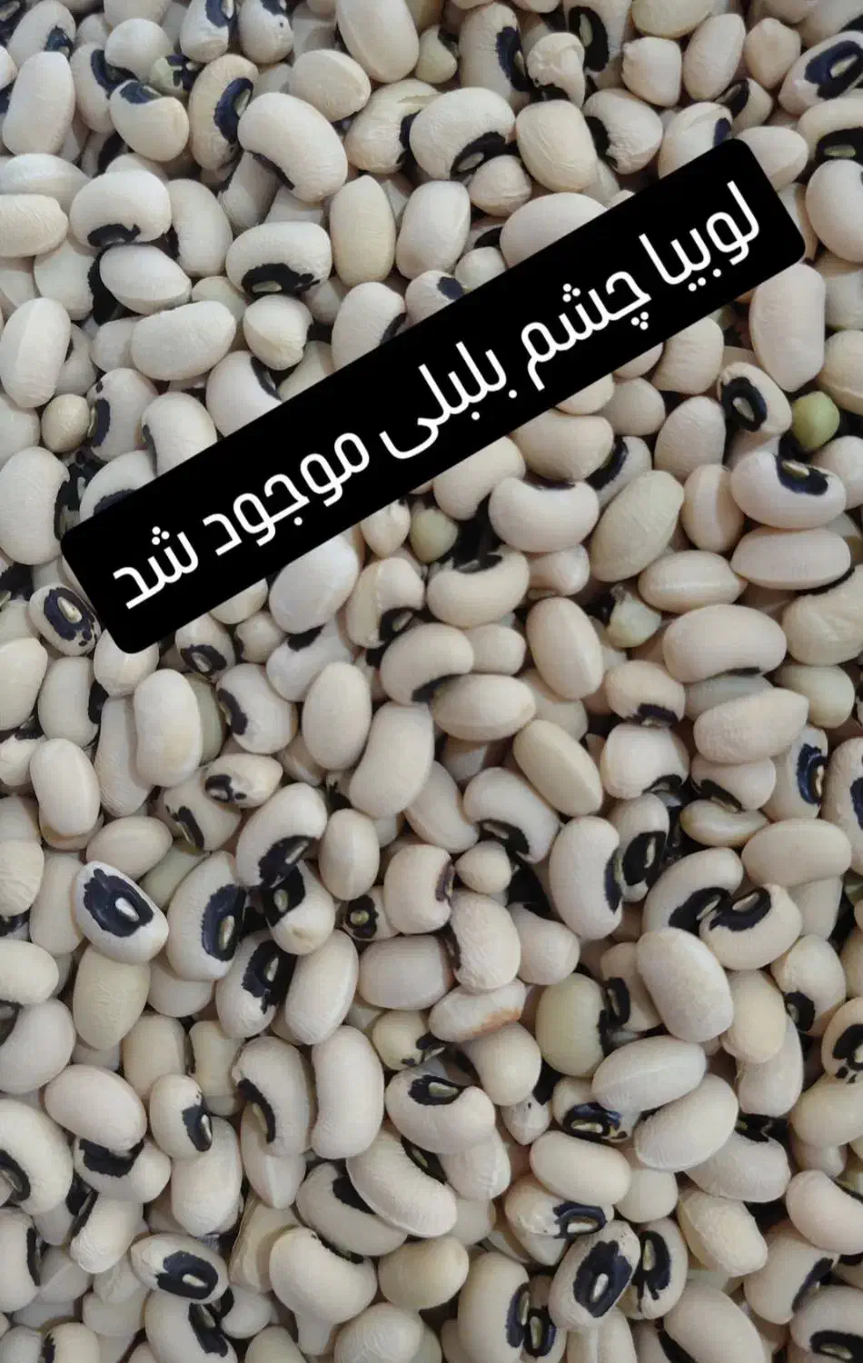 لوبیا چشم بلبلی برداشت پاییزه محلی|خوردنی و آشامیدنی|تهران, میدان ولیعصر|دیوار