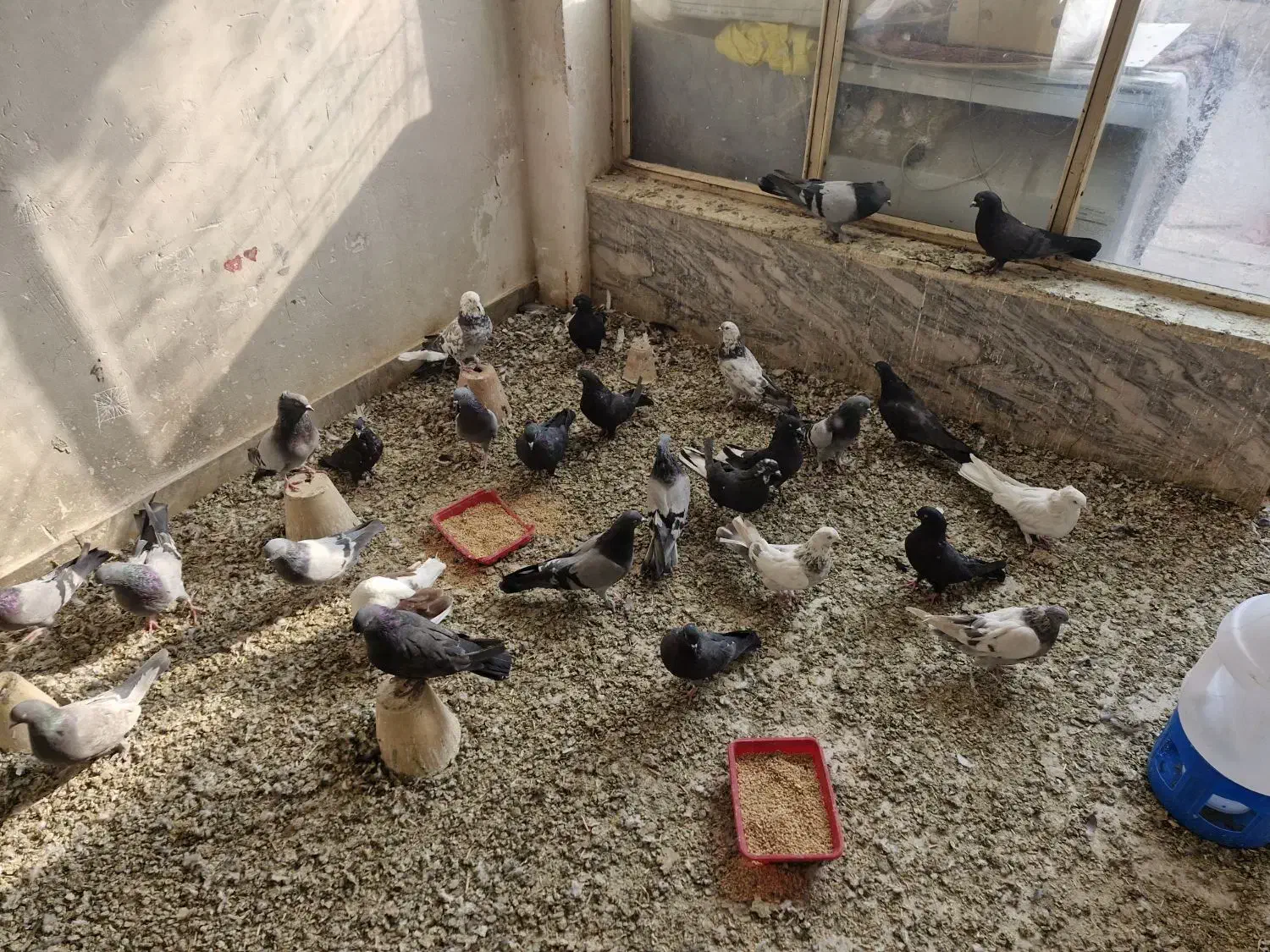 اصفهانی بازی کن|پرنده|برخوار, |دیوار