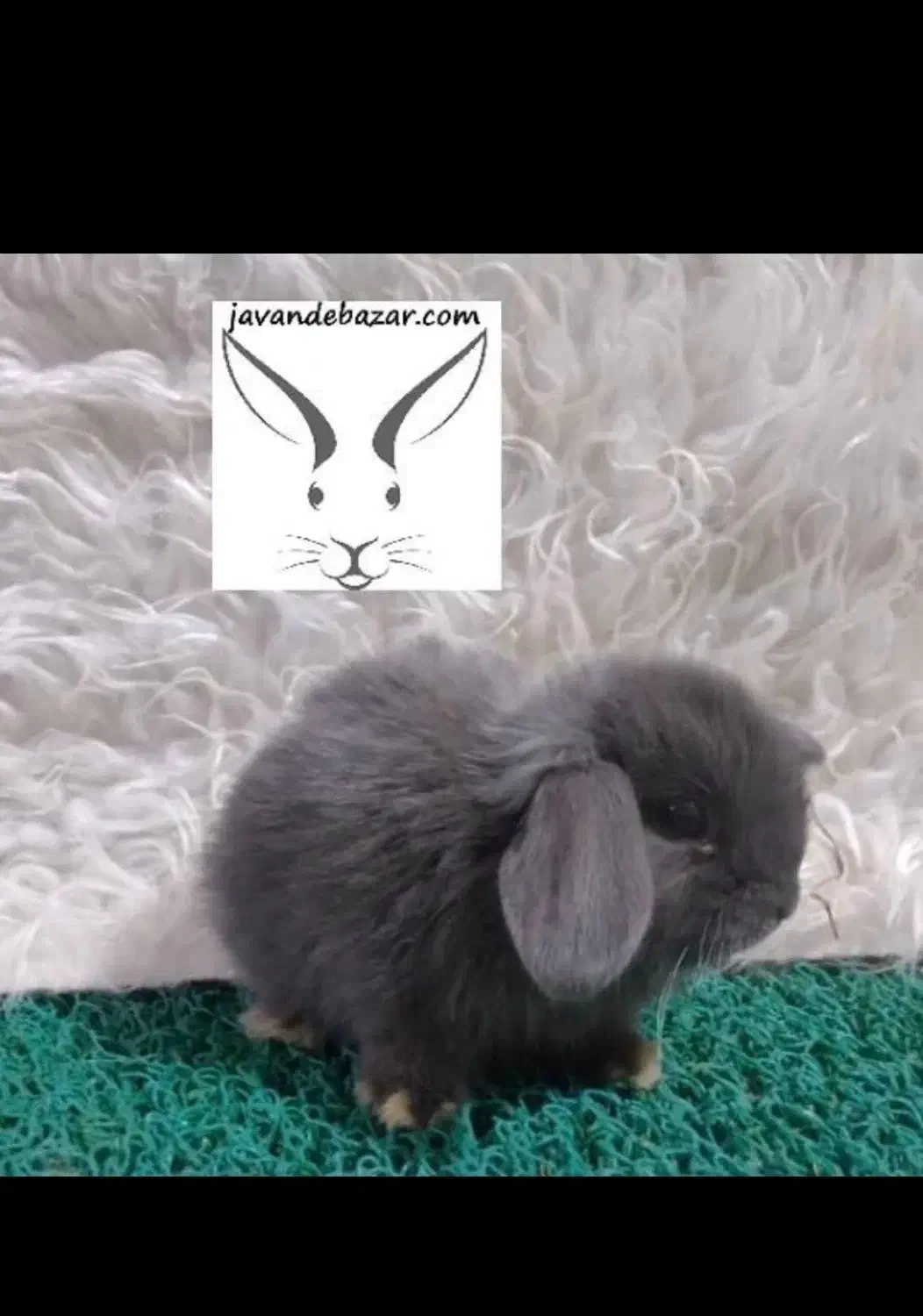 خرگوش لوپ مینیاتوری|موش و خرگوش|مشهد, فلسطین|دیوار