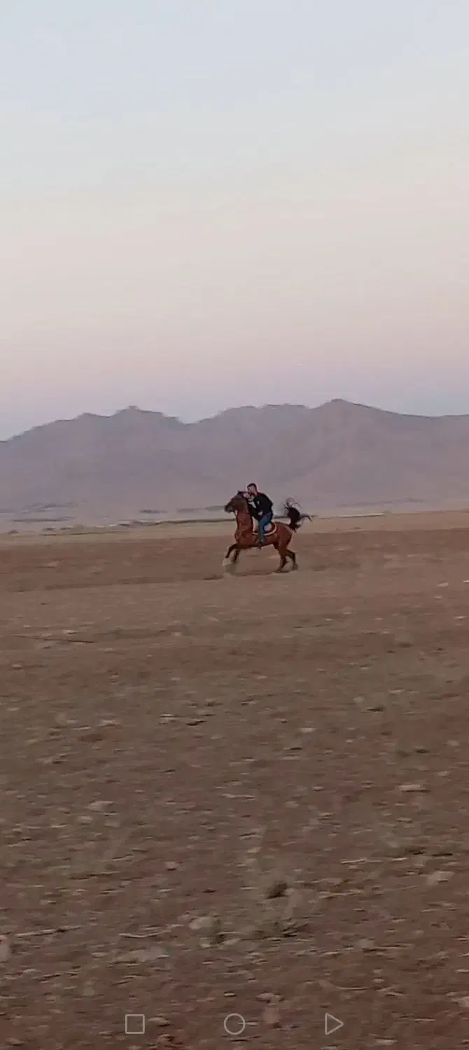 نریان درهشور|اسب و تجهیزات اسب‌سواری|شهرکرد, |دیوار