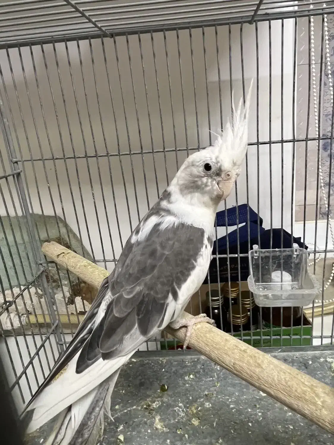 نر وایت فیس مست|پرنده|آمل, |دیوار