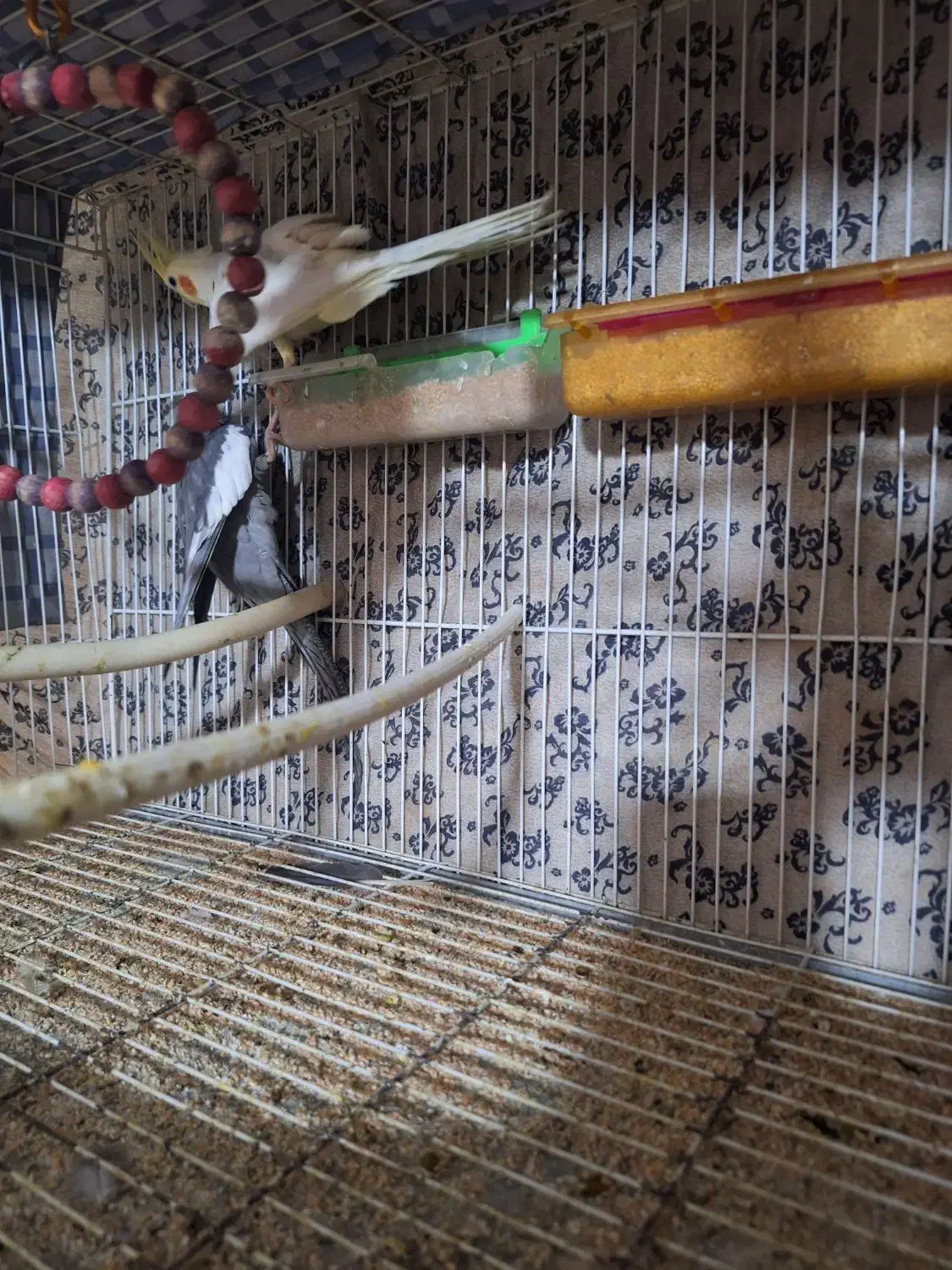 عروس هلندی|پرنده|مشهد, کشف|دیوار