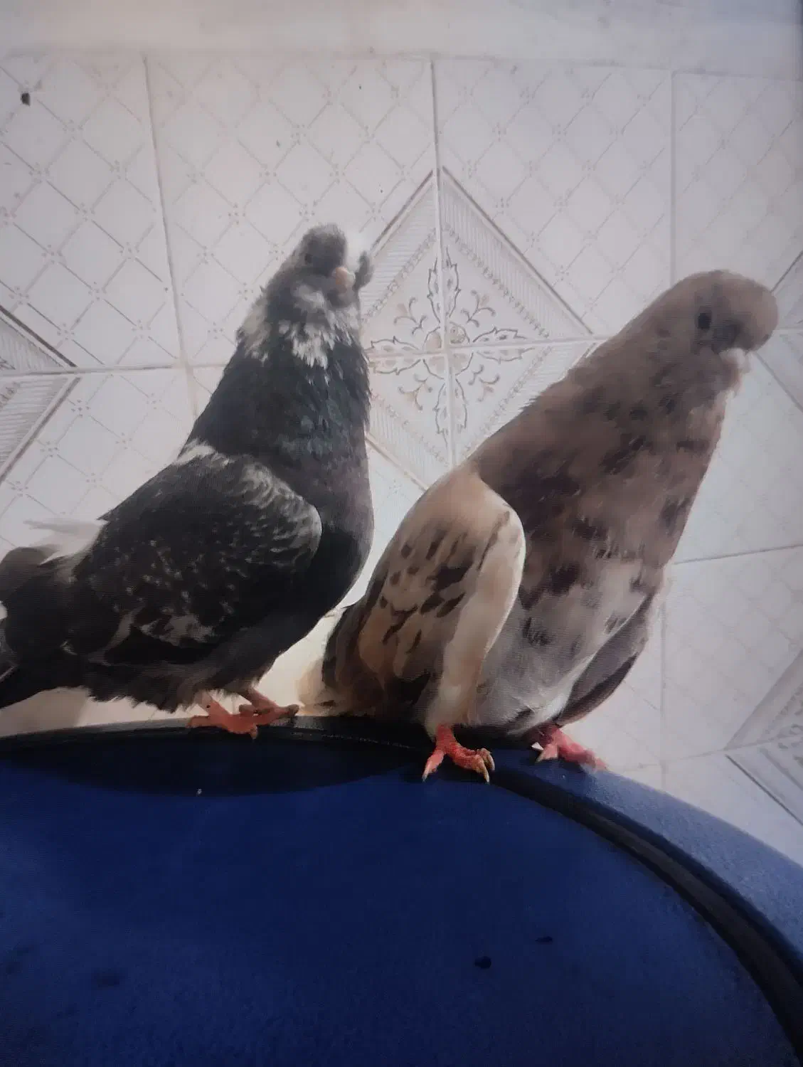 کبوتر نوک ریزوقنار|پرنده|گرمی, |دیوار