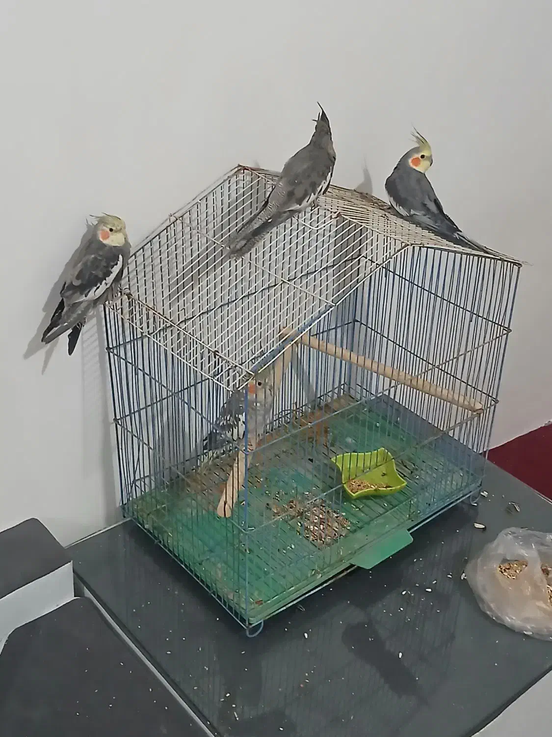 عروس هلندی سالم تمیز|پرنده|وحیدیه, |دیوار