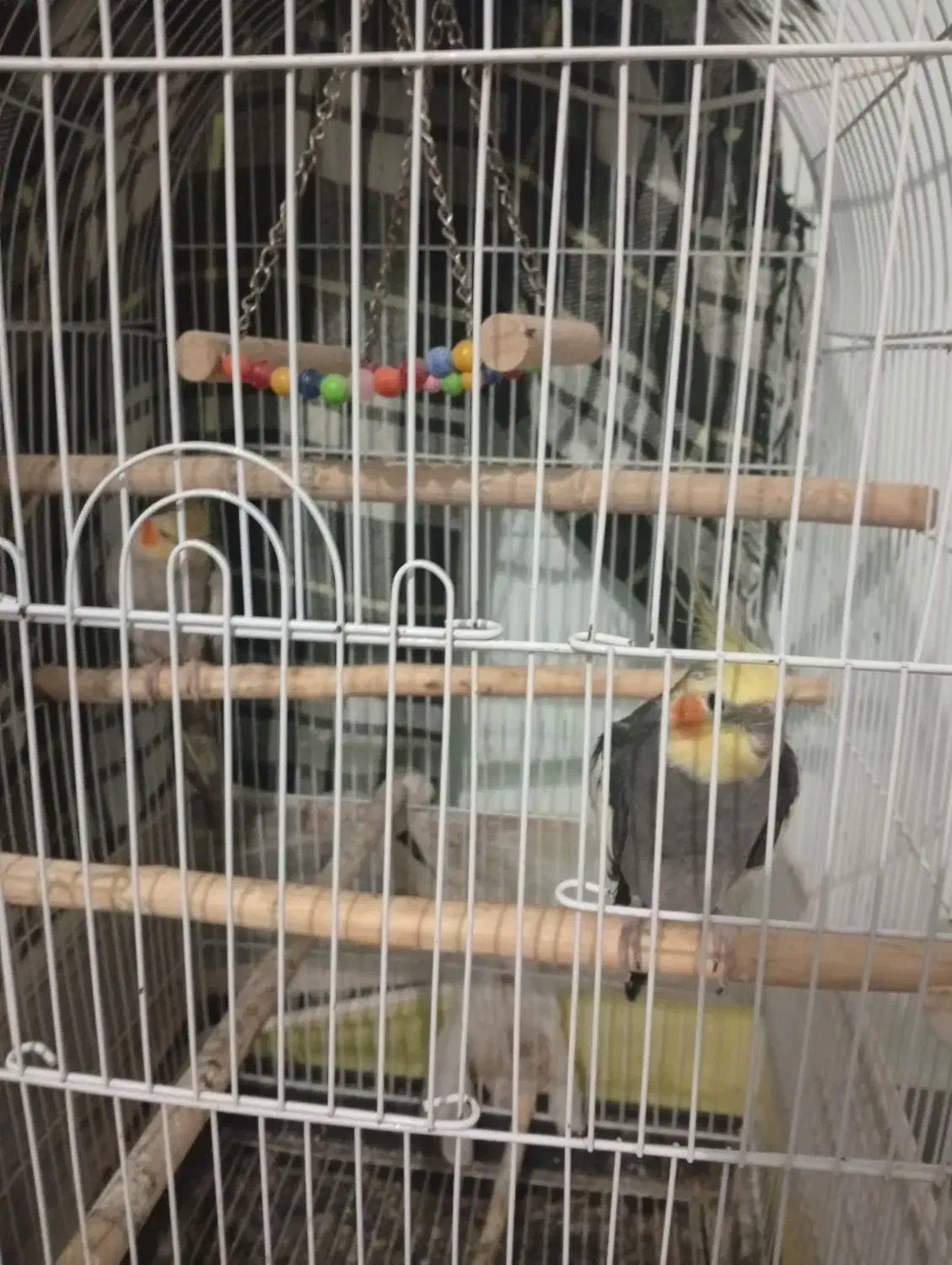 عروس هلندی مرغ عشق|پرنده|سیاهکل, |دیوار