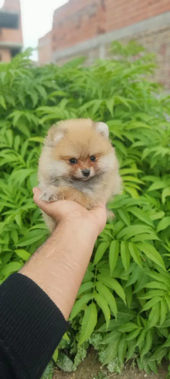 پامرانین خرسی عروسکی سایز ریز|سگ|گرگان, |دیوار