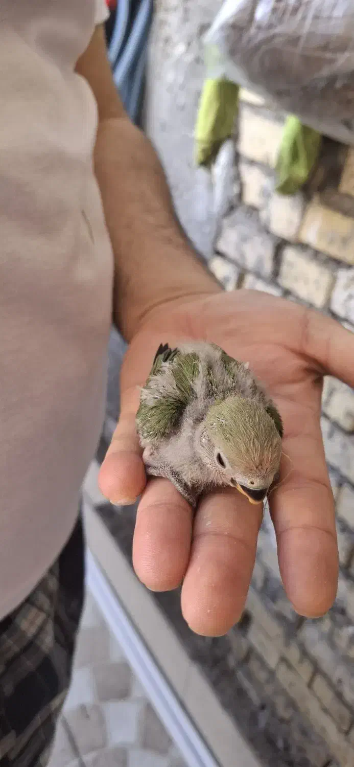 طوطی برزیلی سرلاکی|پرنده|بهبهان, |دیوار