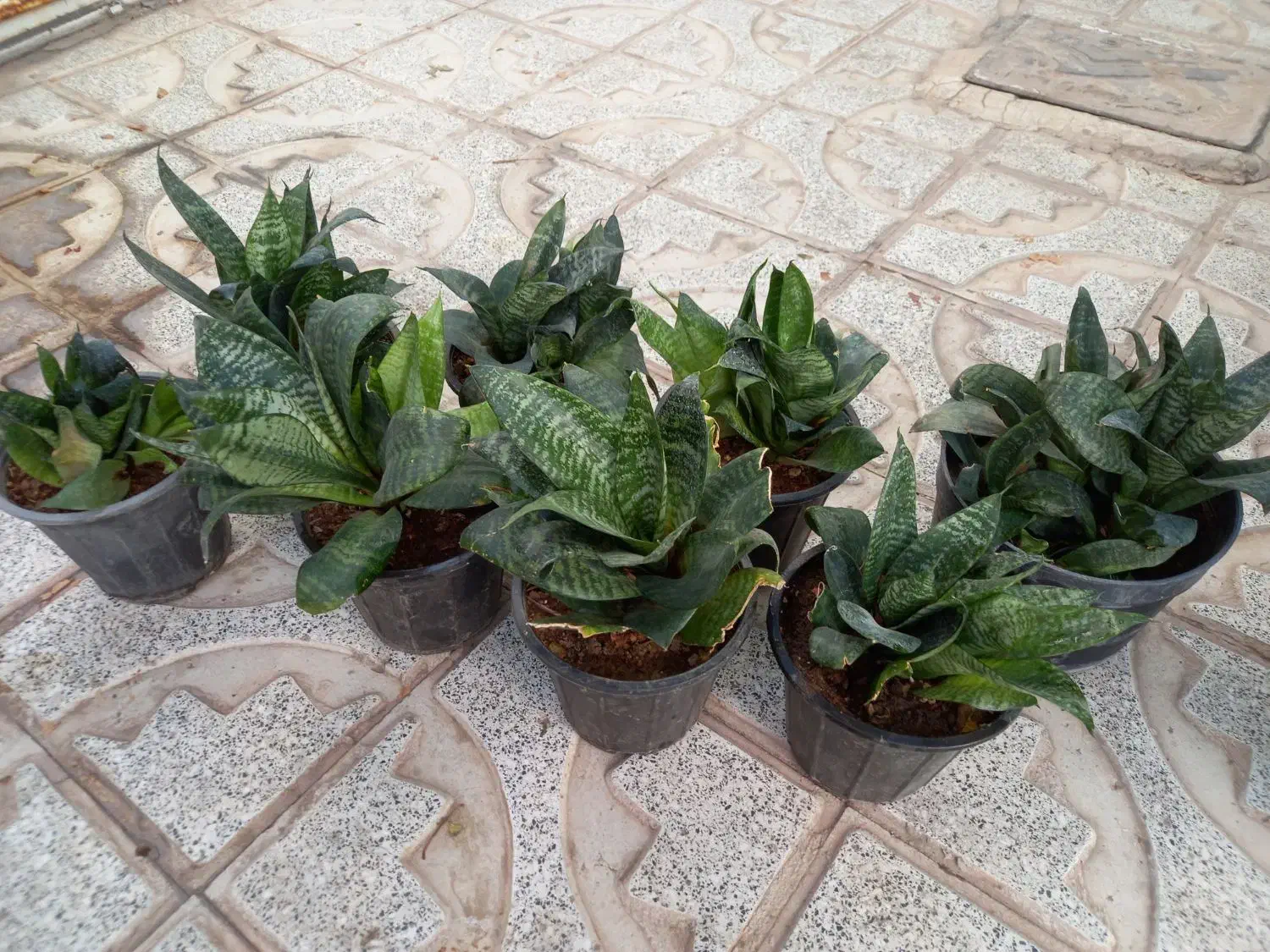 گل سانسوریا|گل و گیاه طبیعی|سبزوار, غرب نیروگاه|دیوار