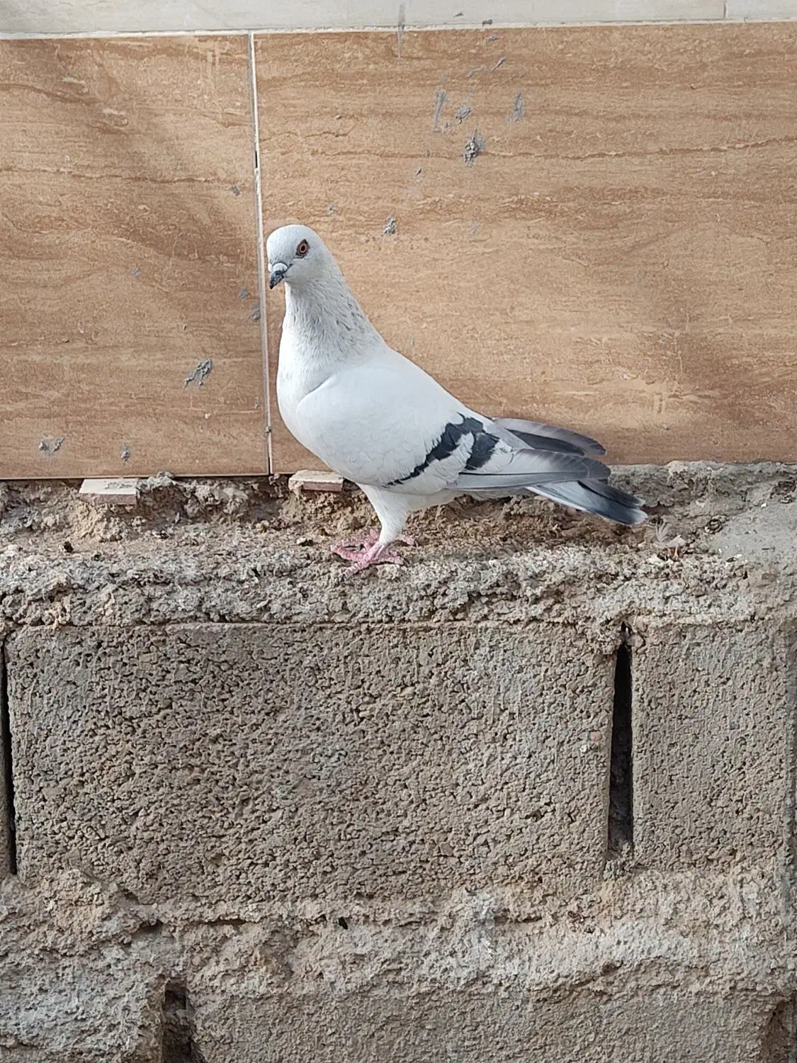 فروش شامی نر|پرنده|شیراز, درکی|دیوار