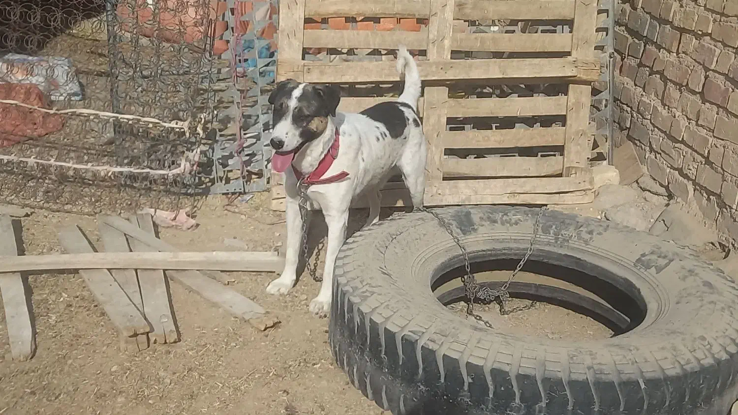 واگذاری سگ|سگ|مرودشت, ده بید|دیوار