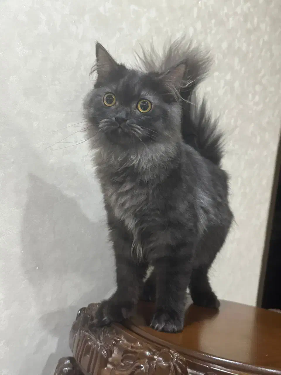 گربه اسکاتیش لانگ هیر|گربه|تبریز, |دیوار