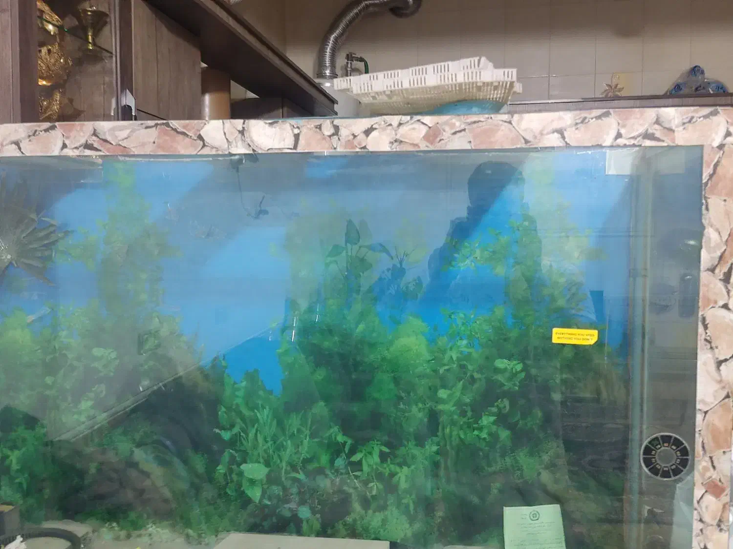 شیشه آکواریوم|ماهی|مرودشت, استادیوم‎|دیوار